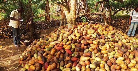 Ghana : le prix d’achat du cacao restera inchangé durant la campagne intermédiaire 2018/2019