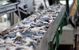 Le Gabon et l’Union européenne ouvrent des négociations pour le renouvellement de l’Accord de pêche au thon