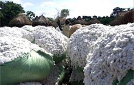 Togo : la production de coton 2017/2018 estimée à 130 000 tonnes, soit une hausse de 30%