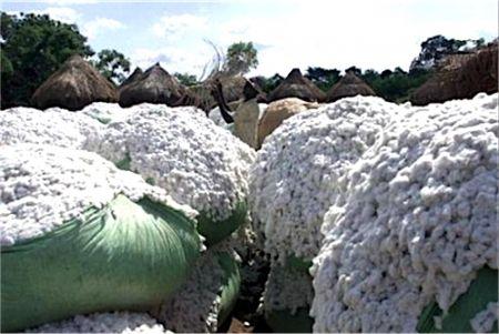 Togo : la production de coton 2017/2018 estimée à 130 000 tonnes, soit une hausse de 30%