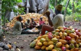 Cameroun : 22 400 tonnes de cacao de Grade 1 achetées lors de la campagne 2016-2017, refoulées à l’exportation