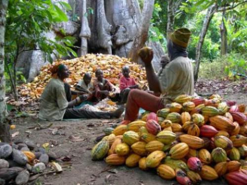 Cameroun : 22 400 tonnes de cacao de Grade 1 achetées lors de la campagne 2016-2017, refoulées à l’exportation