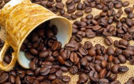 Côte d’Ivoire : comment le Conseil café-cacao joue la montre face à la chute des cours