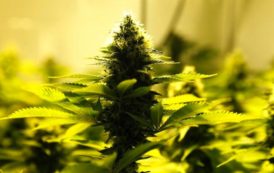L’Afrique du Sud légalise la consommation de cannabis