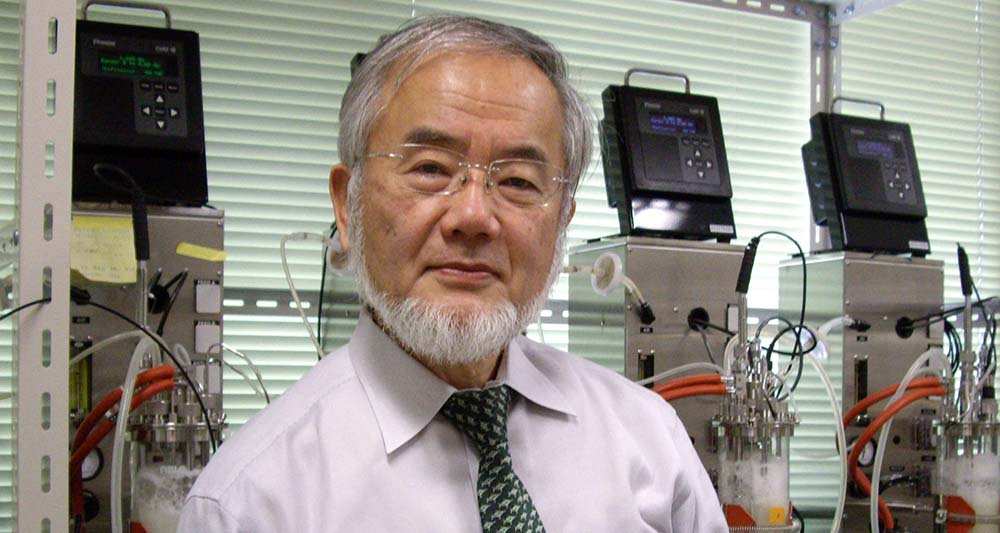 . Le Nobel de Médecine au Japonais Yoshinori Ohsumi