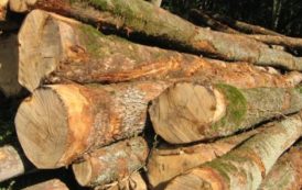 Les exportations camerounaises des bois feuillus vers les Etats-Unis ont diminué de 20% au cours de l’année 2018