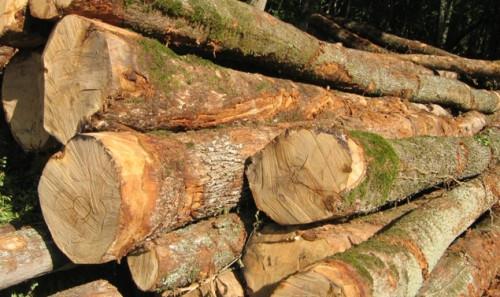 Les exportations camerounaises des bois feuillus vers les Etats-Unis ont diminué de 20% au cours de l’année 2018