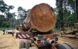 Le Cameroun et les Etats-Unis ont été les plus grands exportateurs de bois sciés vers le Canada en janvier 2018