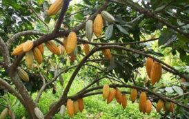 Nigeria : la mauvaise météorologie pourrait affecter la récolte de cacao 2018/2019