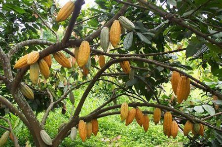 Nigeria : la mauvaise météorologie pourrait affecter la récolte de cacao 2018/2019