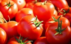 Fruits Maroc : l’Apefel veut faire du pouvoir public le bouclier de la filière tomates