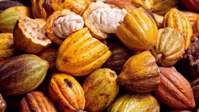 Ghana : le Cocobod obtient un prêt syndiqué de 1,3 milliard $ pour préfinancer ses achats en 2017/2018