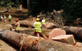 En 2017, le Cameroun a été le 3ème fournisseur de bois des Etats-Unis, derrière l’Equateur et le Brésil