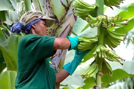 En 2017, la PHP, leader du marché de la banane au Cameroun, redoute «un désastre si les prix n’évoluent pas bien»