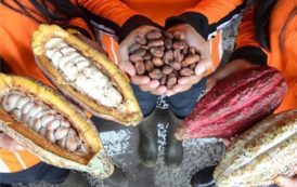 Le Cameroun améliore son label qualité, en exportant près de 9000 tonnes de cacao de grade I pour la campagne 2017-2018, en hausse de 713%