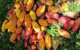 Côte d’Ivoire : Le Conseil Café-Cacao mobilise les acteurs de la filière contre la fuite du cacao vers le Ghana