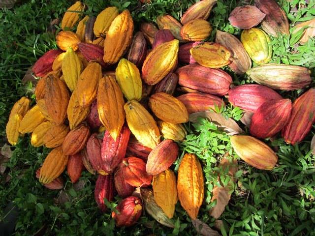 Côte d’Ivoire : Le Conseil Café-Cacao mobilise les acteurs de la filière contre la fuite du cacao vers le Ghana