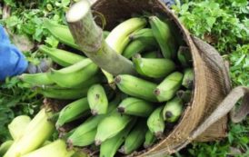 La FAO et le ministère de l’Agriculture veulent booster la production de bananes du Gabon