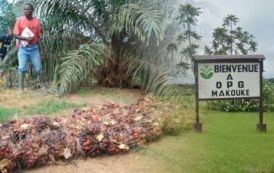 Olam veut porter la capacité de sa palmeraie de Makouke à 70 tonnes par jour