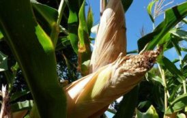 Afrique du Sud : les prévisions de production de maïs en 2017/2018 se chiffrent à 12,49 millions de tonnes