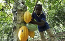 Gabon : La Caistab lance la phase 2 du programme « Jeune entrepreneur » du cacao et du café