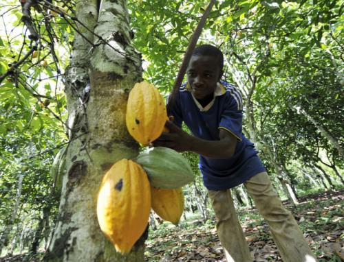 Gabon : La Caistab lance la phase 2 du programme « Jeune entrepreneur » du cacao et du café