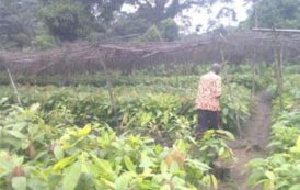 Cameroun : 4,5 millions de plants de cacaoyers et caféiers seront mis à la disposition des producteurs en 2017