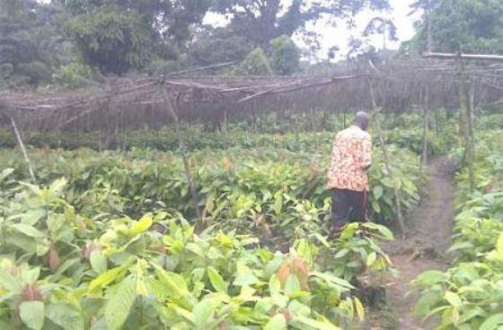 Cameroun : 4,5 millions de plants de cacaoyers et caféiers seront mis à la disposition des producteurs en 2017