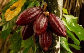 Ghana : le Cocobod subventionnera les engrais en lieu et place de leur distribution gratuite aux producteurs