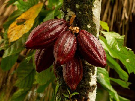 Ghana : le Cocobod subventionnera les engrais en lieu et place de leur distribution gratuite aux producteurs