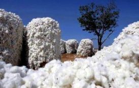 Le Burkina Faso a produit 683 000 tonnes de coton durant la saison 2016/2017