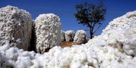 Le Burkina Faso a produit 683 000 tonnes de coton durant la saison 2016/2017