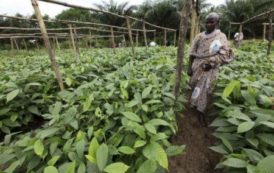 Côte d’Ivoire : les personnes physiques peuvent désormais bénéficier de certificats fonciers sur les terres agricoles