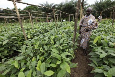 Côte d’Ivoire : les personnes physiques peuvent désormais bénéficier de certificats fonciers sur les terres agricoles