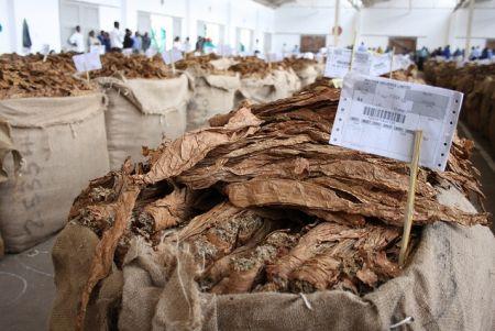 Zimbabwe : les autorités visent des recettes d’exportation de tabac de 980 millions $ en 2017