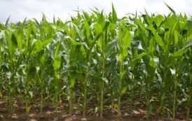 Afrique du Sud: une baisse de la superficie emblavée de maïs est attendue pour 2018