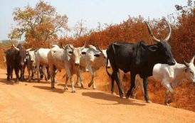 Cameroun : à l’instar de Boko Haram à l’Extrême-Nord, les preneurs d’otages plombent l’élevage dans l’Adamaoua