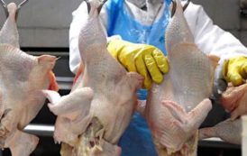 Une usine d’abattage de poulets ouvrira ses portes dans huit mois à Dzeng, dans la région du Centre du Cameroun