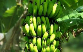 Sénégal : le gouvernement mobilise 2,5 milliards Fcfa en faveur de l’autosuffisance en banane