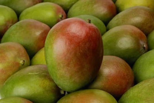 La mangue devient le 3eme fruit d’exportation en Côte d’Ivoire