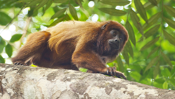 Des cas de paludisme des singes signalés chez des humains au Brésil