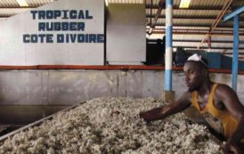 Les producteurs de caoutchouc en Côte-d’Ivoire, 1er producteur africain, voient leurs revenus divisés par cinq