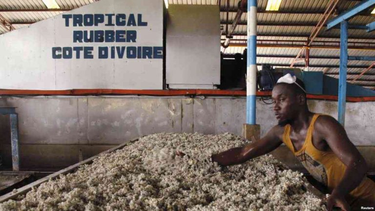 Les producteurs de caoutchouc en Côte-d’Ivoire, 1er producteur africain, voient leurs revenus divisés par cinq