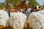 Les filières coton et cajou en Côte d’Ivoire durement frappées