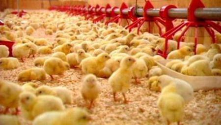 L’aviculture, sur le point de reprendre son envol à l’Ouest-Cameroun, après 10 mois de restriction du fait de la grippe aviaire