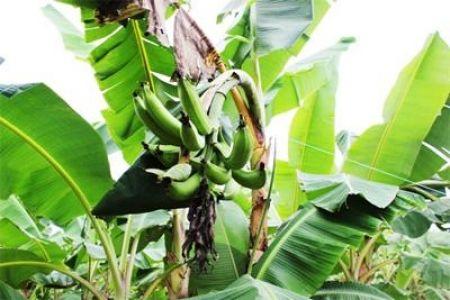 Sur une période de 20 ans, les rendements du bananier plantain au Cameroun ont chuté de 43%, à cause de la rudesse du climat