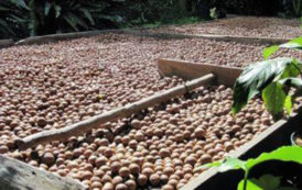 Kenya : la culture de la noix de macadamia séduit de plus en plus les producteurs de café