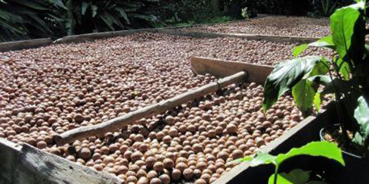 Kenya : la culture de la noix de macadamia séduit de plus en plus les producteurs de café