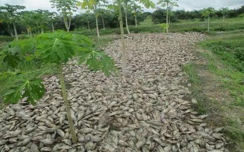 Bénin: des milliers de poissons retrouvés morts sur les rives du lac Toho