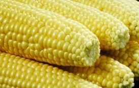 L’Afrique du Sud octroie des permis pour l’importation de 1,3 millions de tonnes de maïs transgéniques des USA